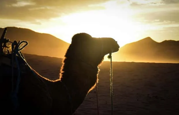 43b827a1d7c79bd4 Morocco Travel Experts