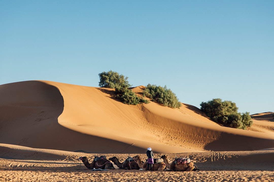 2024-expert-morocco-desert-tour-families-guide