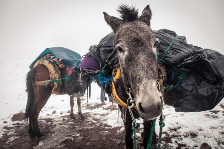 7 Best Donkey Trek Atlas Adventures for 2026: Ultimate Guide