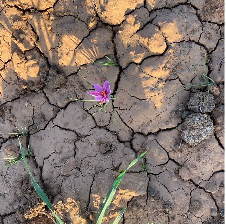 Taliouine Saffron: Discover Morocco’s Red Gold in the Anti-Atlas