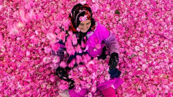 Rose Season in Morocco: A Complete Guide to the Valley of Roses